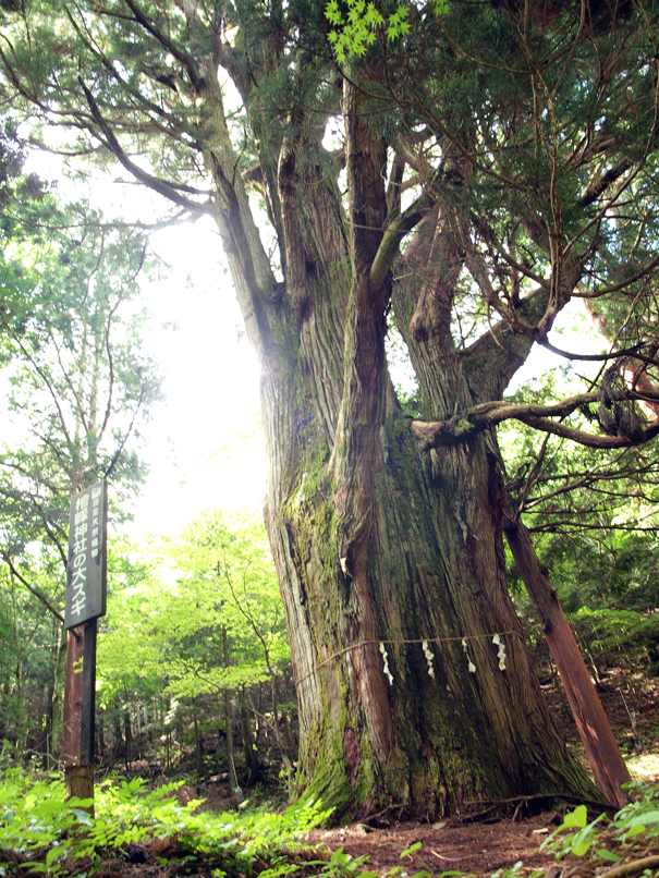 檜峰神社の大杉