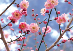 <center><b>夫婦梅</b></center><br>春には梅の花が本殿を彩る。<br>
子授のご利益があるという夫婦梅は是非一度ご覧いただきたい。