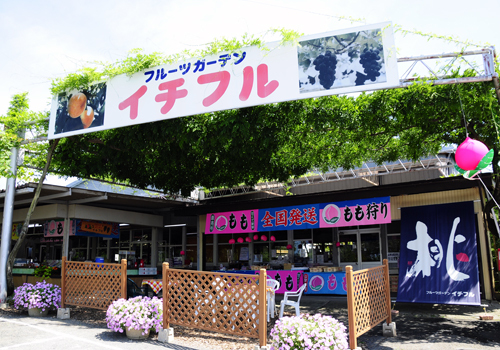 くだもの狩りを楽しみながら、畑の中で過ごすのんびりとしたひととき くだもの狩りを楽しみながら、畑の中で過ごすのんびりとしたひととき
