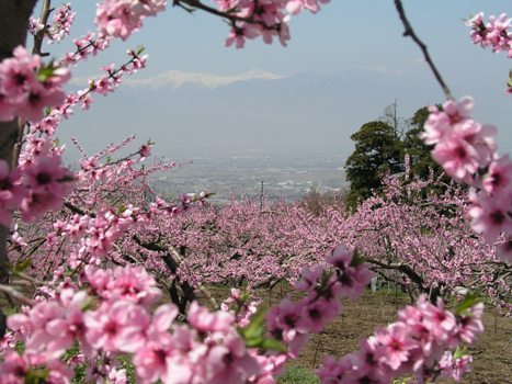 http://www.fuefuki-kanko.jp/db_img/cl_img/215/main4.JPG?154255851