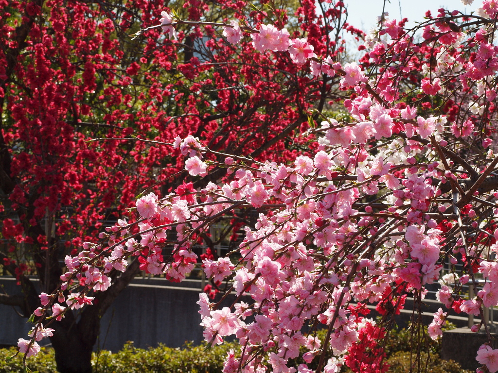 春季限定！よくばり桃の花見ツアー～みやさか道をゆく～