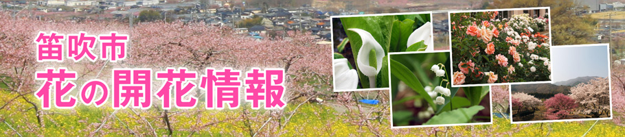 2015年花の開花情報
