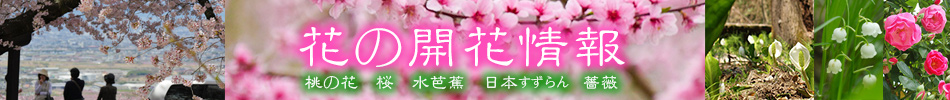 2018年花の開花情報