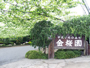 サンプル
