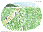７月｜八代のいぐさ（熊本県）