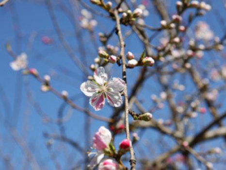 花桃園は３月３日オープン