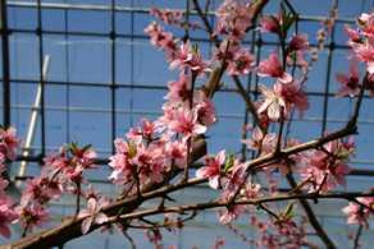 ハウス桃宴 日本一早いお花見