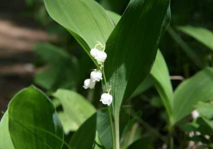 笛吹市 芦川町の祭り すずらんの里祭り ふえふき観光ナビ