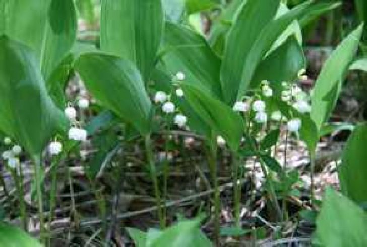 笛吹市 芦川町の祭り すずらんの里祭り ふえふき観光ナビ