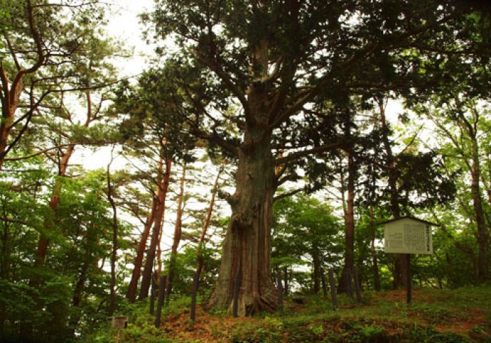 笛吹市・芦川町の自然 - ナンジャモンジャの木 | ふえふき観光ナビ