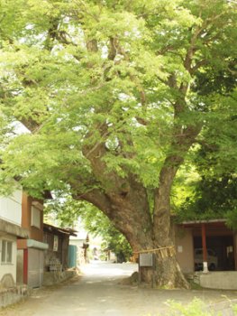 　　　　　最も大きい御神木の大ケヤキ。