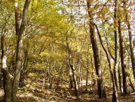 「頂上へ向かう道」
紅葉した広葉樹、アカマツが点在し
秋にはとてもきれいな紅葉が見られます。
登っている途中に、ここは山頂か？と
思われるエセ山頂があるので、お気をつけ
ください。
