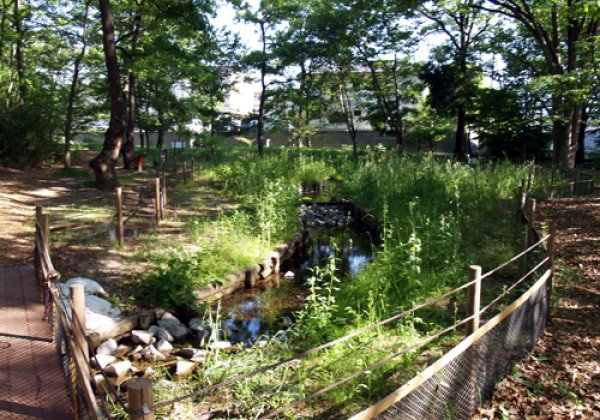 ほたる散歩 金川の森ほたる池