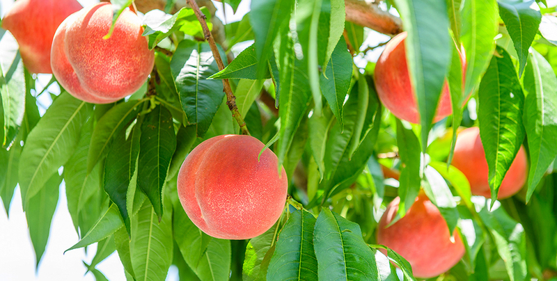 2026桃狩り・ぶどう狩り情報