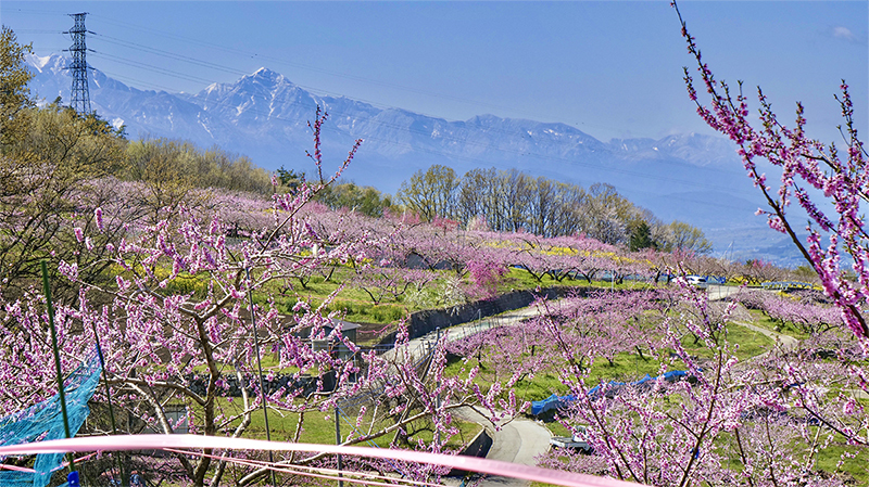 花の開花情報