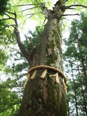 境内の御神木であるケヤキのうちの1本。