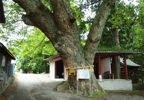 神々しいまでの大きさに自然の力を感じさせられます。